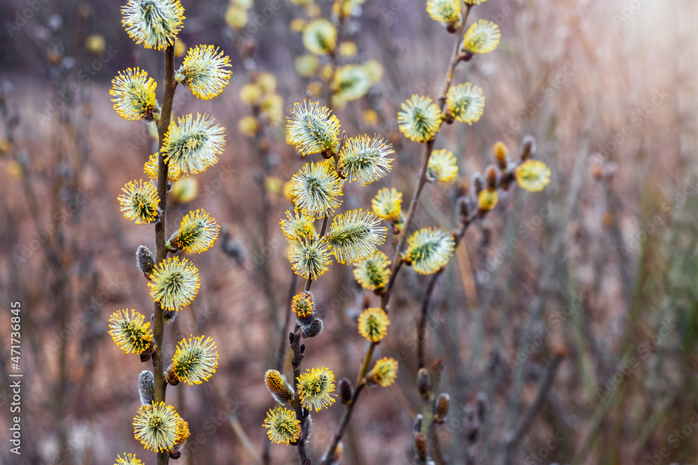 Willow branches with fluffy catkins in sunny weather Willow branches with fluffy catkins in sunny weather