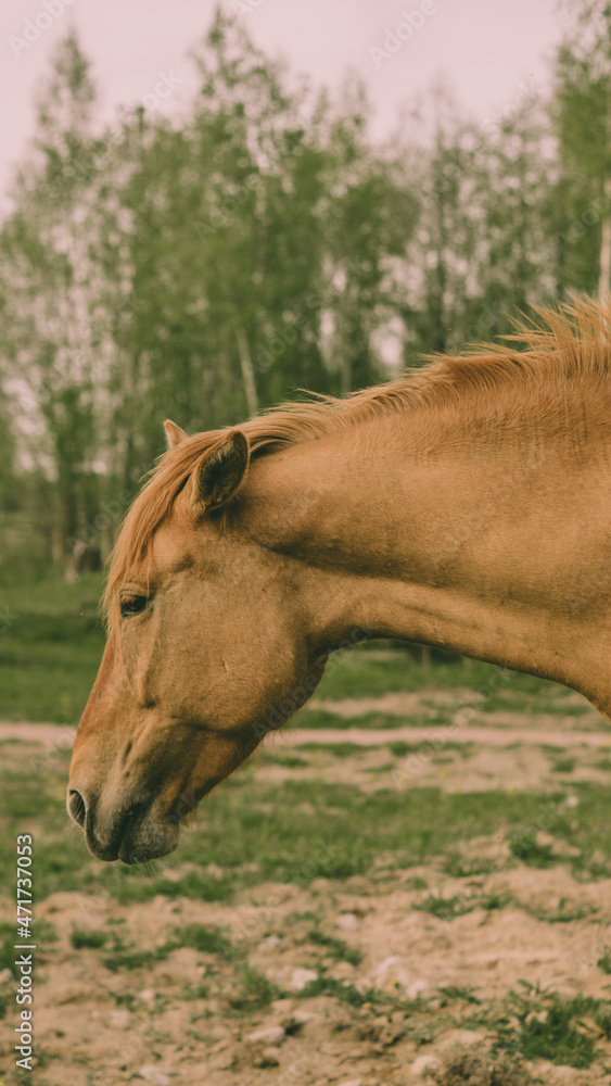Brown horse in the field calmly eats grass, closer shot Brown horse in the field calmly eats grass, closer shot