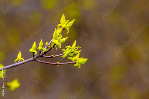 Tree branch with young green leaves, buds on a blurred background in sunny weather