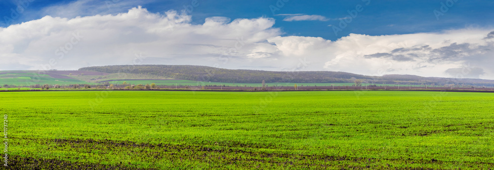 Green field with wheat crops and picturesque sky with white clouds
