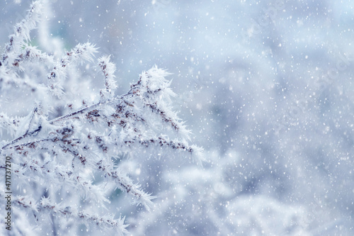 Branches of plants covered with snow and frost on a blurred background during a snowfall