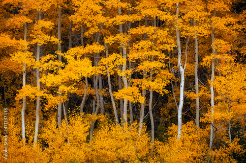 aspen trees in fall