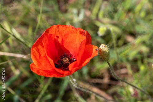 red poppy flower