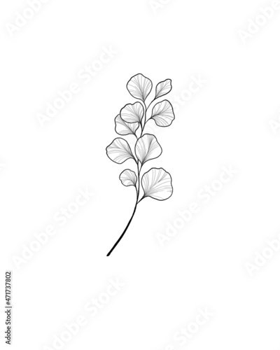 ginkgo leaves are a beautiful plant. sketch of a botanist tattoo. detailed sk...
