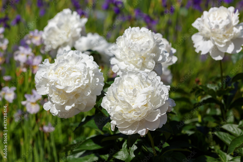 White flowers of peony in spring garden White flowers of peony in spring garden