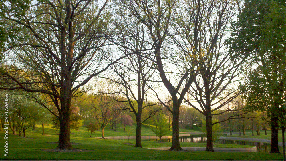 Trees in the park