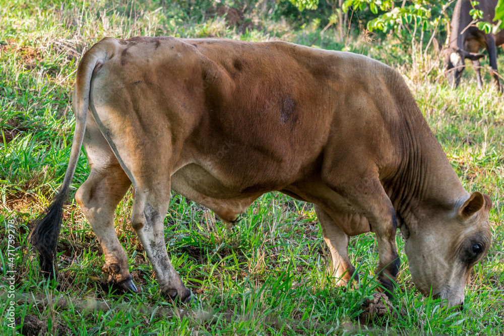 Fototapeta premium gado da raça jersey pastando no curral
