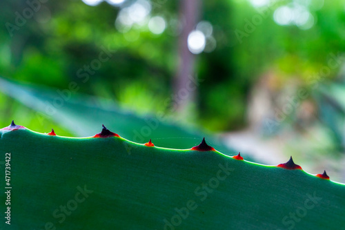 Zielone liście agawy zbliżenie na kolce. photo