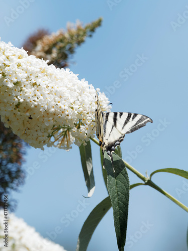 (Iphiclides podalirius) Scarce swallowtail or pear-tree swallowtai. Creamy white background  with tiger stripes. Hind wings with blue crescent markings and oblong, orange spot at the back corner photo