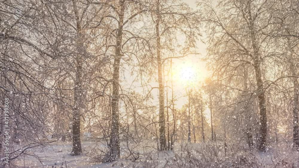 Beautiful winter landscape at sunrise. Snow-covered trees. Winter background. Freezing cold weather. Sunny frosty Christmas morning. Light snow falling Beautiful winter landscape at sunrise. Snow-covered trees. Winter background. Freezing cold weather. Sunny frosty Christmas morning. Light snow falling