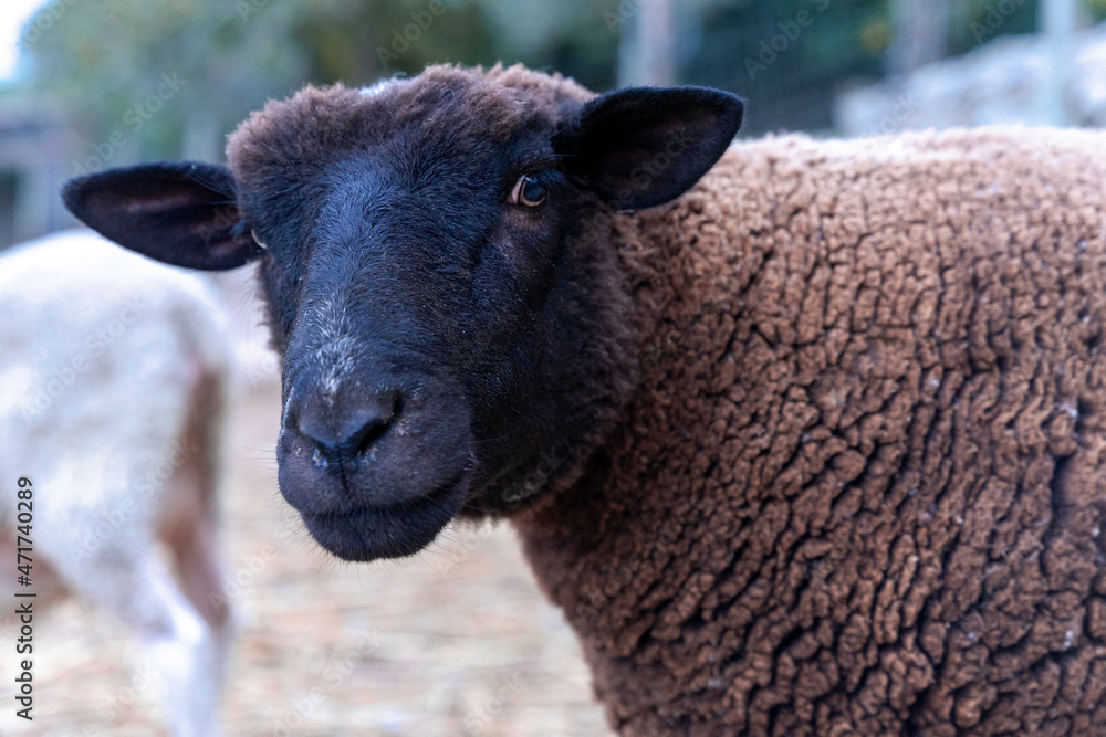Fototapeta premium Owca domowa zbliżenie na głowę.