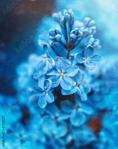 Macro of vivid blue lilac flowers. Magical floating dust in the air, bokeh, shallow depth of field. Spring scenery with fairytale colors