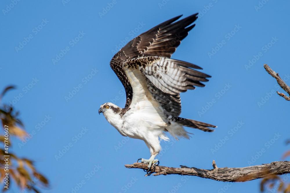 Fototapeta premium Osprey fishing near Llano River. Llano, Texas