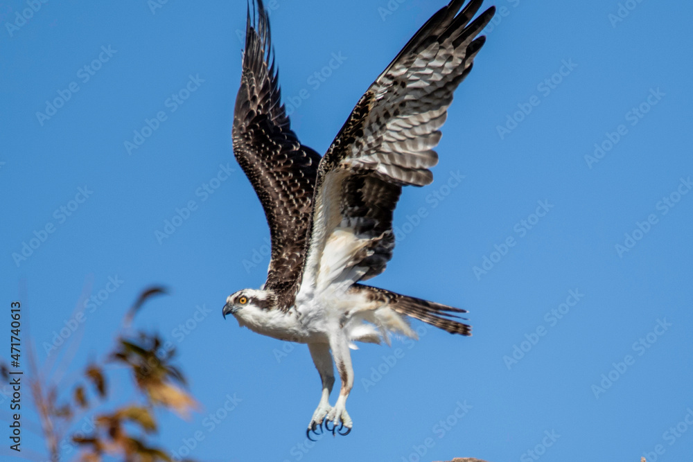 Fototapeta premium Osprey fishing near Llano River. Llano, Texas