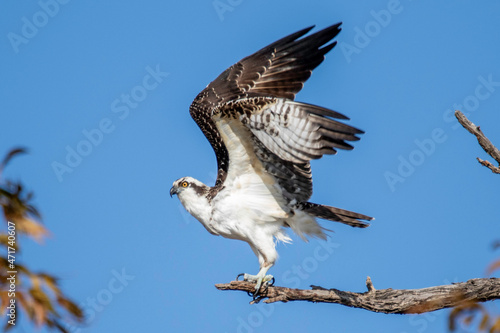 Osprey fishing near Llano River. Llano, Texas
