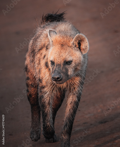 Hyena, Masai Mara
