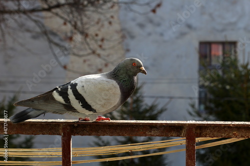 Gray wild pigeon on the balcony