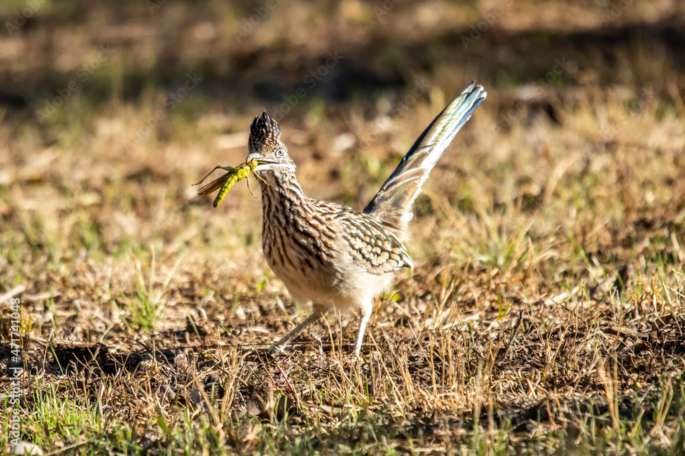 Roadrunner hunting grasshoppers in Llano, Texas. Roadrunner hunting grasshoppers in Llano, Texas.