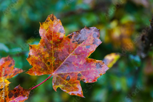 Wet maple leaf in autumn color after the rain