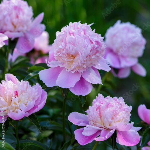 Beautiful pink flowers of peony in spring garden_1.jpg  Pink flower of peony