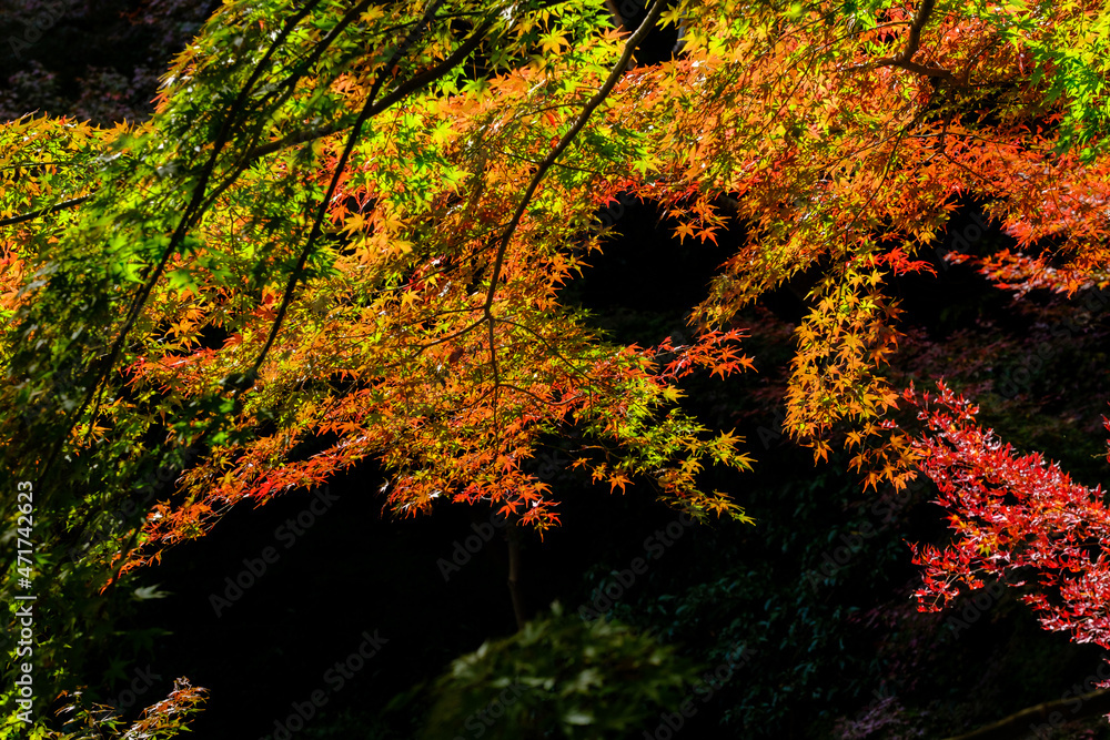 紅葉の見頃。赤、黄色、緑、オレンジのグラデーション。神戸山手の布引で撮影