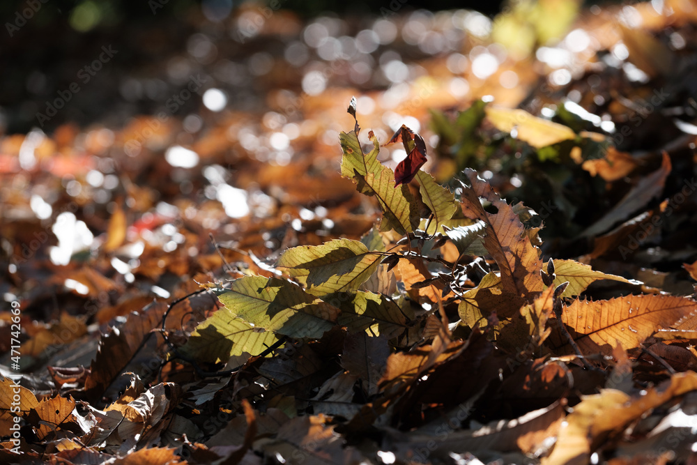 晩秋の森。木の葉が地面に落ち道も紅葉の落ち葉で覆われる。 晩秋の森。木の葉が地面に落ち道も紅葉の落ち葉で覆われる。