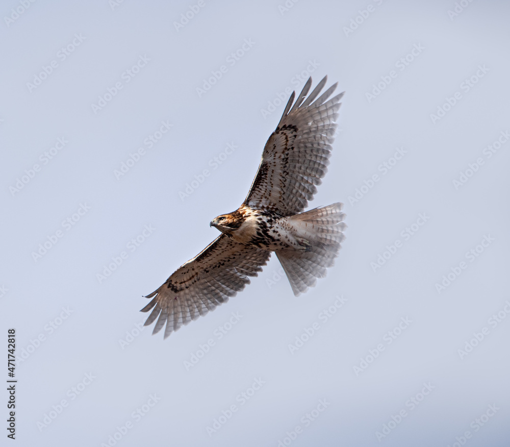 Obraz premium red tailed hawk