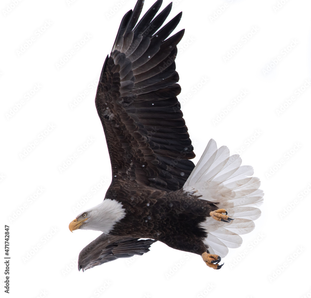 Obraz premium American bald eagle, Michigan 