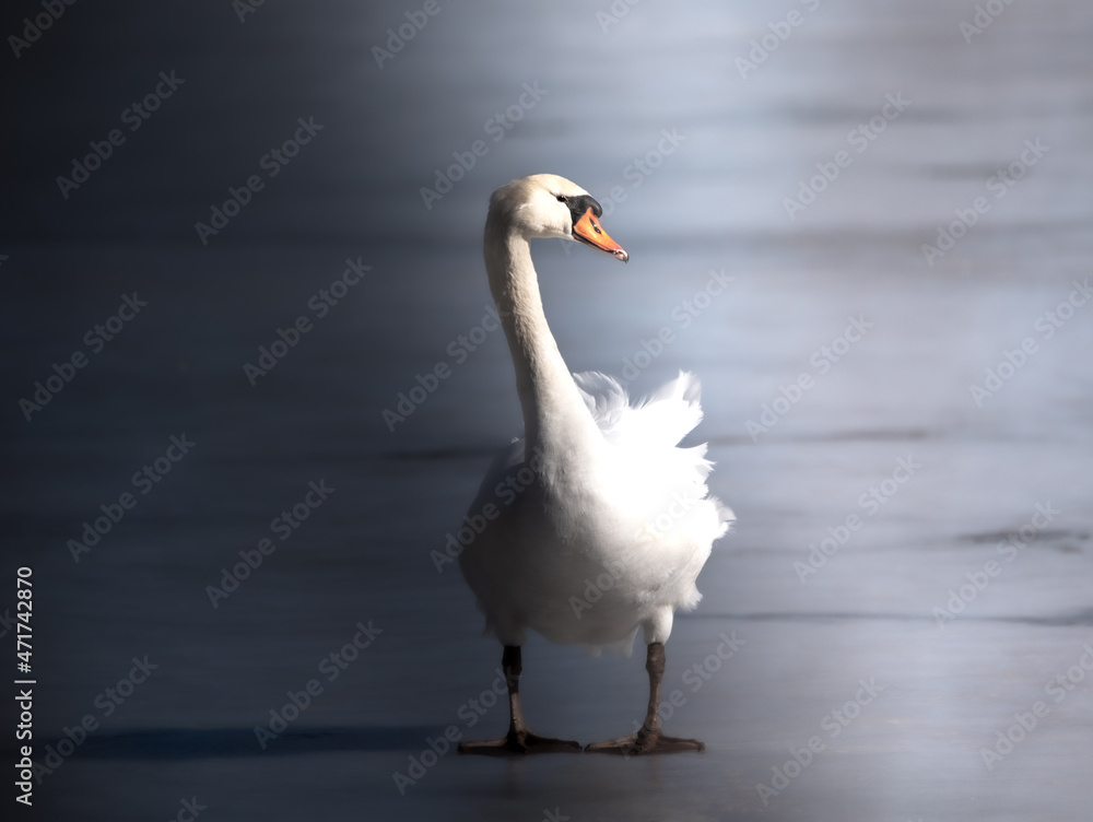 White swan, Michigan White swan, Michigan