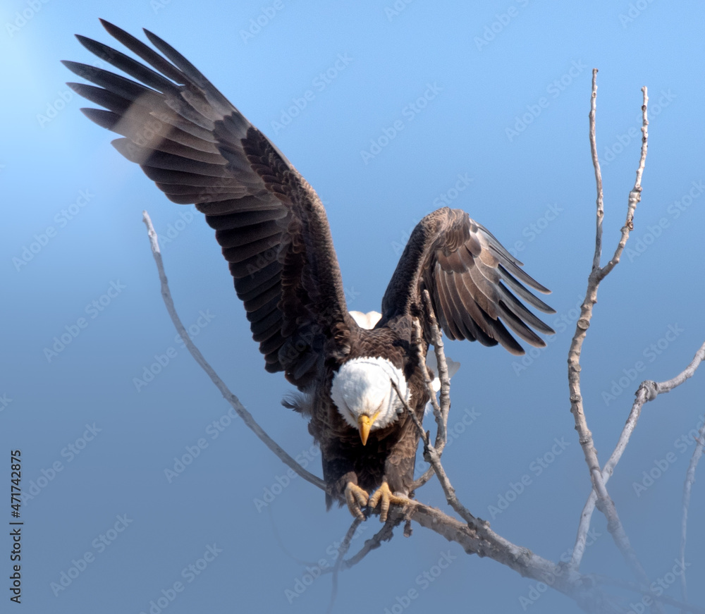 Obraz premium Bald eagle, Michigan 