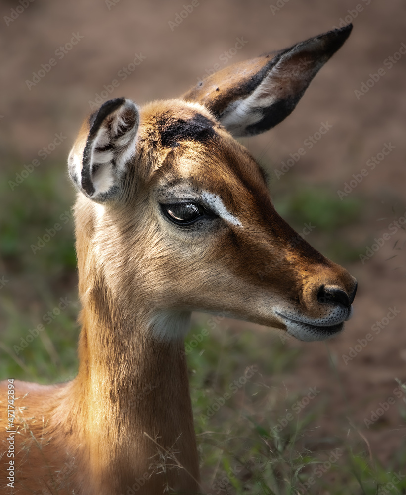 Fototapeta premium Impala, Nairobi national park 