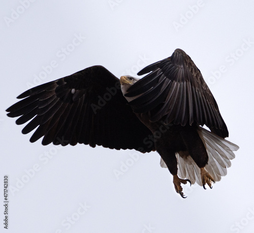 Bald eagle, Michigan 