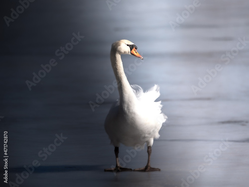 White swan, Michigan 
