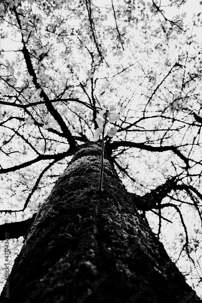 Fototapeta premium Black and white tree image. Tree branches silhouette against white sky background. High quality photo