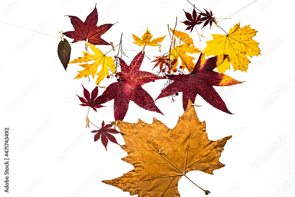 Obraz premium autumn leaves isolated on white