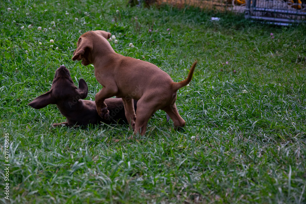 puppys playing in the grass