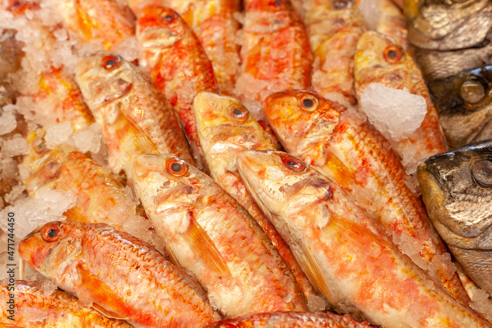 Assortment of fresh red mullet on the market