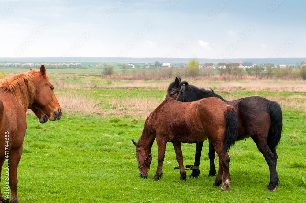 wild horse on a large meadow with beautiful scenery of blue sky and quiet at sunrise wild horse on a large meadow with beautiful scenery of blue sky and quiet at sunrise