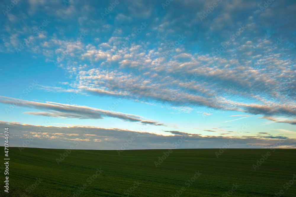 Молоді пагони озимої пшениці на тлі кольорового неба. Панорама HDR.
