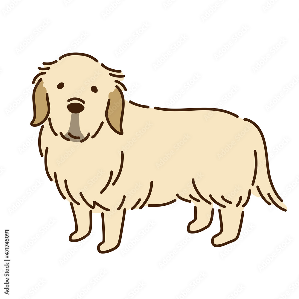 ゴールデンレトリバー シンプルでかわいい犬のイラスト/Golden retriever simple and cute dog illustration ゴールデンレトリバー シンプルでかわいい犬のイラスト/Golden retriever simple and cute dog illustration