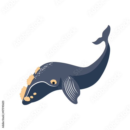 southern right whale