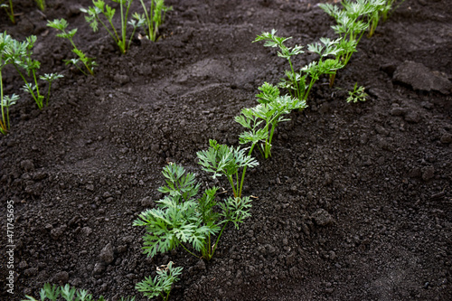 Carrot seedlings are planted in a row. Beds of growing young carrots. Carrot seedlings on the farm. Carrot tops. The theme of gardening, farming, a rich harvest, organic products. Horizontal photo.