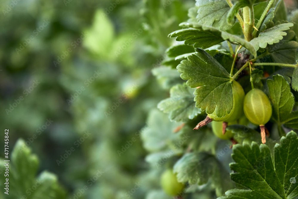 Green fresh gooseberry berries are spiced on a branch on a summer day in the garden. Close up view of the organic gooseberry berry hangs on a branch under the leaves. Space for the text. Green fresh gooseberry berries are spiced on a branch on a summer day in the garden. Close up view of the organic gooseberry berry hangs on a branch under the leaves. Space for the text.