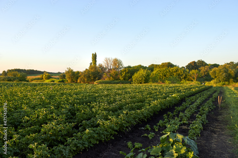 Farm in summer. Long rows of potatoes, cucumbers, zucchini, beans. Potato field. Young green bushes at sunset. The theme of gardening, farming, a rich harvest, organic products. Horizontal photo.