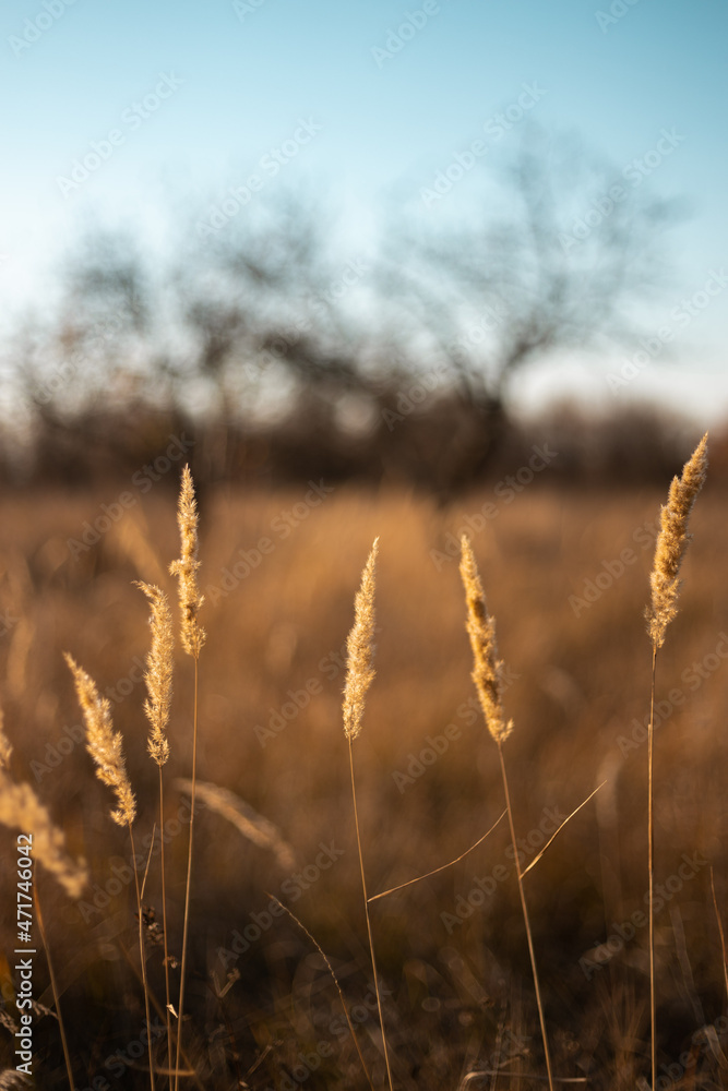 Fototapeta premium yellow spikelets at the sunset