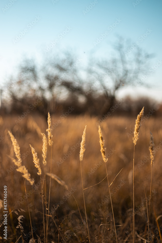 yellow spikelets at the sunset yellow spikelets at the sunset