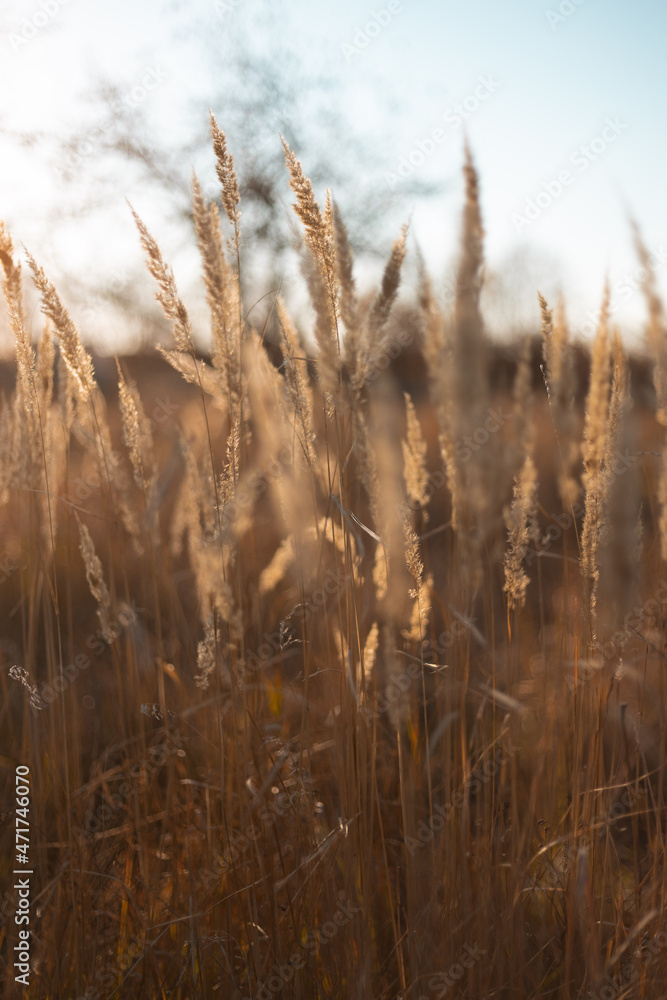 yellow spikelets at the sunset yellow spikelets at the sunset