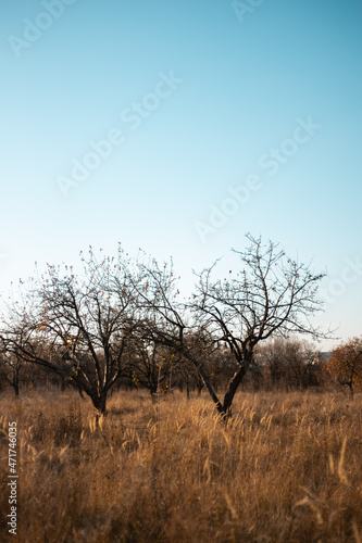 Wallpaper Mural couple of trees at the field Torontodigital.ca