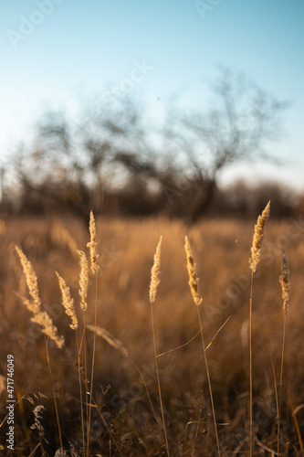 yellow spikelets at the sunset