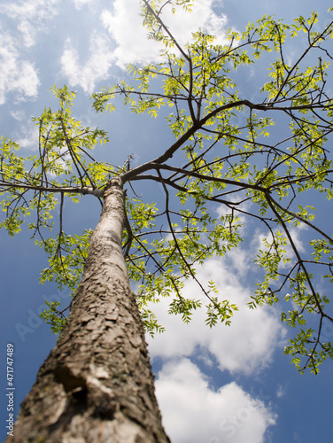 Summer tree in the sun rays, natural background photo